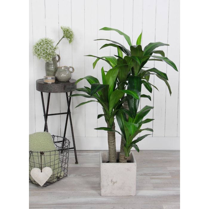 Dracaena palme 110 cm høj