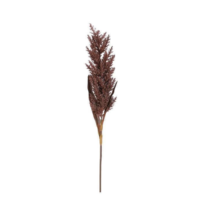 Pampasgræs brun 88 cm lang
