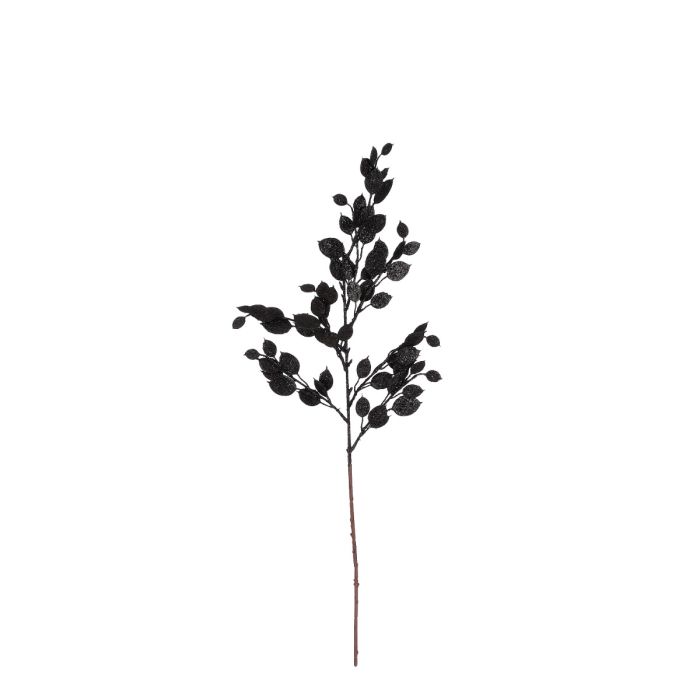 Money plant gren sort