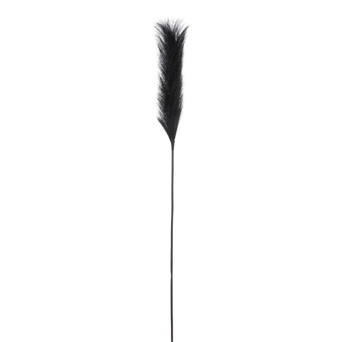 Plume græs sort