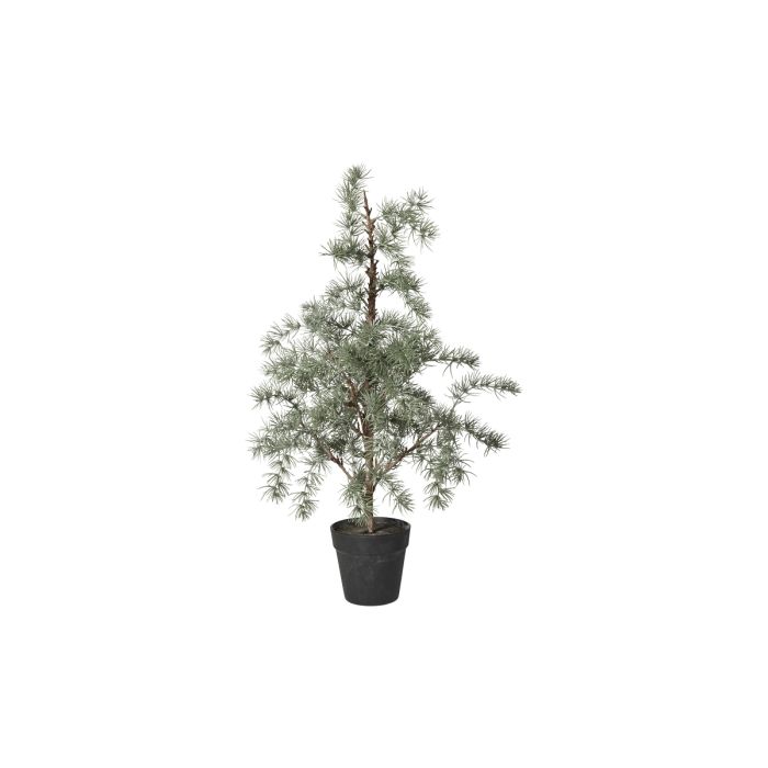 Cedertræ med potte 80 cm højt