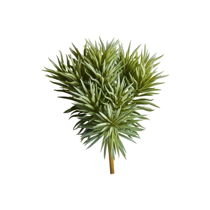 Sukkulent Fyr 25 cm