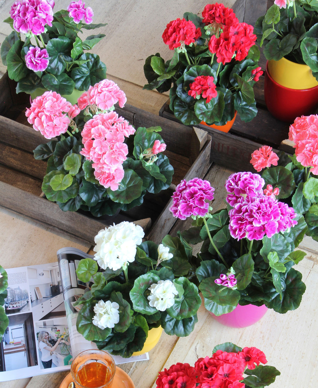 Kunstige pelargonier i forskellige farver set oppefra