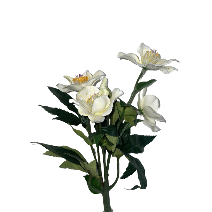 Julerose Helleborus