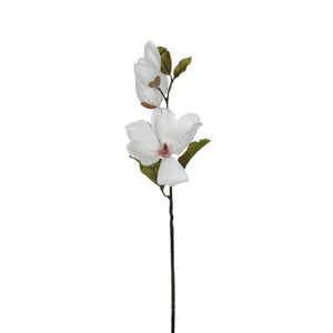 Magnolia hvid