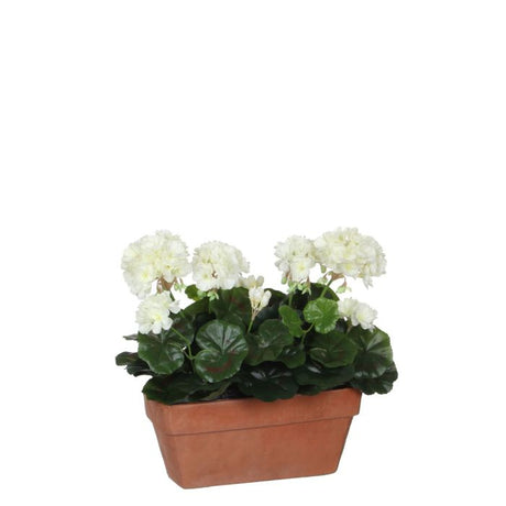 Pelargonier i altankasse hvide