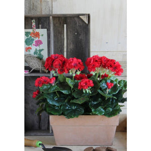 Pelargonie i altankasse pink