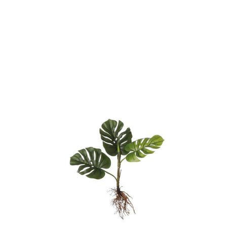 Monstera palme med synlige rødder