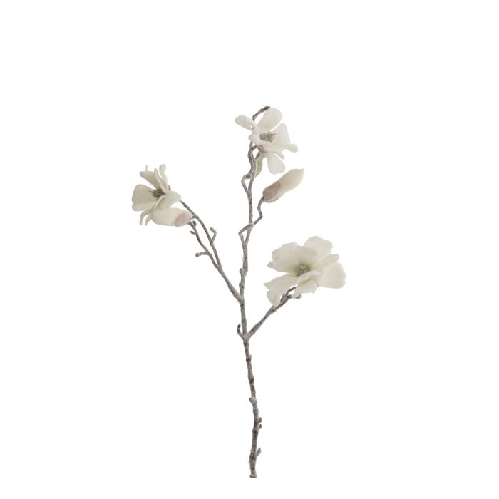 Magnolia hvid