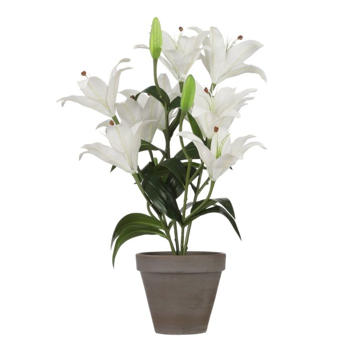 Tigerlilje hvid 47 cm høj