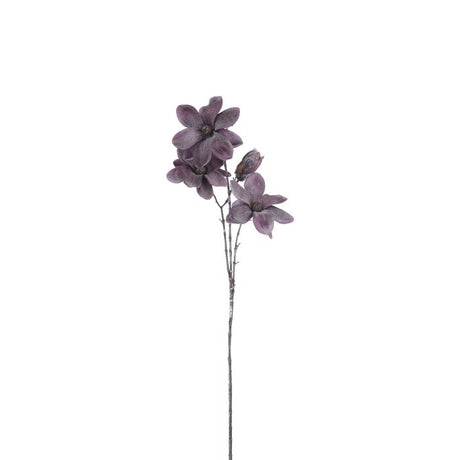 Magnolia Lilla 87 cm høj