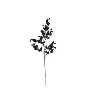 Money plant gren sort