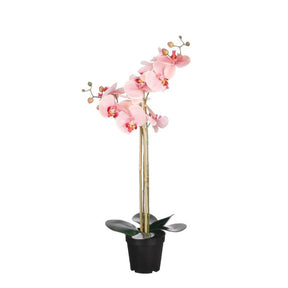 Phalaenopsis orkidé 70 cm høj fersken