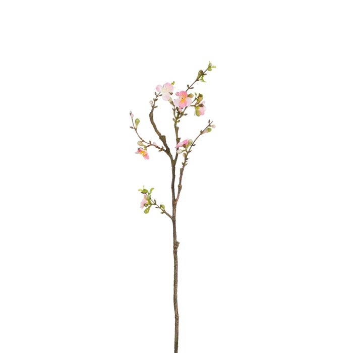 Kirsebærgren 61 cm lang