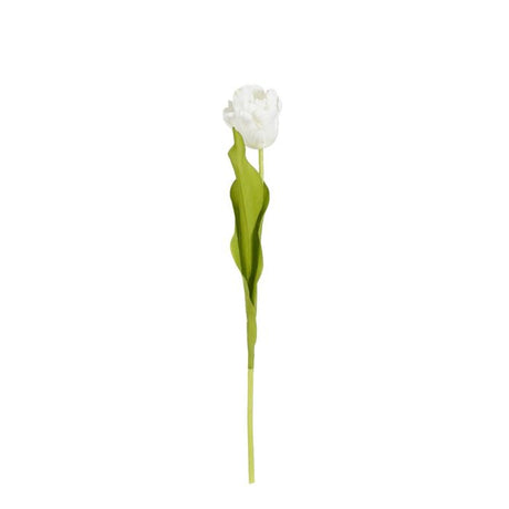 Tulipan 50 cm lang creme