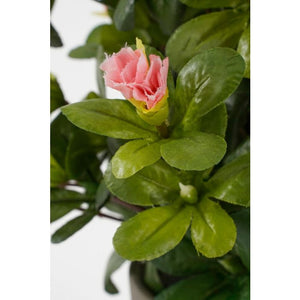 Azalea ferskenfarvet 31 cm høj