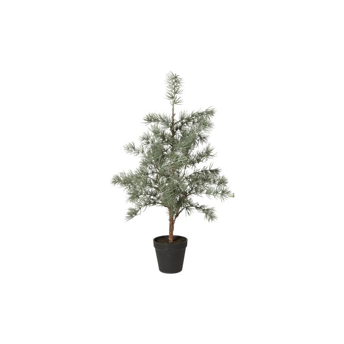 Cedertræ med potte 60 cm højt