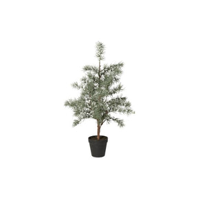 Cedertræ med potte 60 cm højt