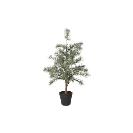 Cedertræ med potte 60 cm højt