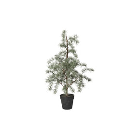 Cedertræ med potte 80 cm højt