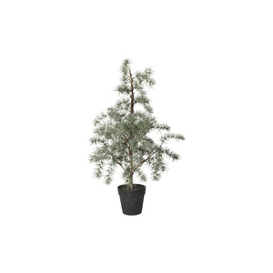 Cedertræ med potte 80 cm højt