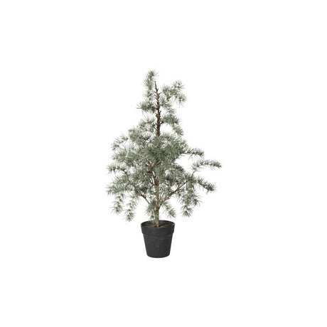 Cedertræ med potte 80 cm højt