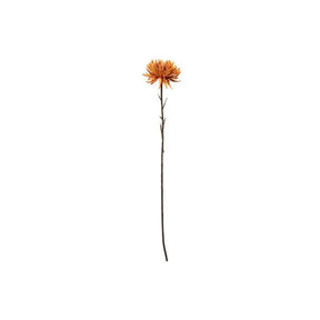 Krysantemum stilk burned orange