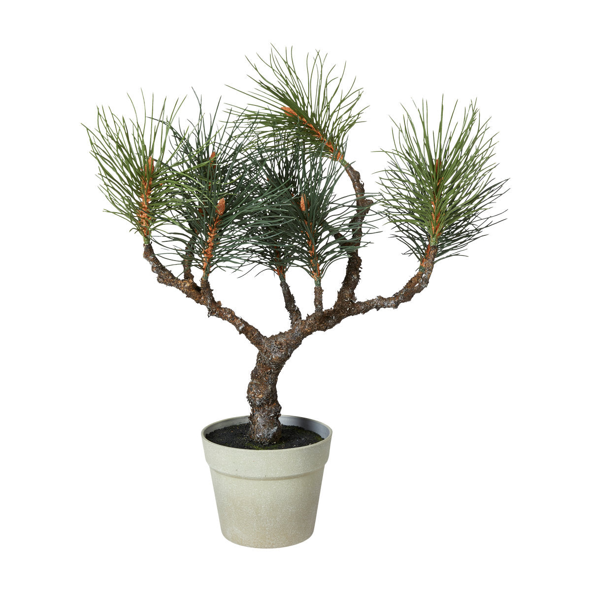 Kunstig silkefuru i potte, 60 cm høy, fra speedtsberg