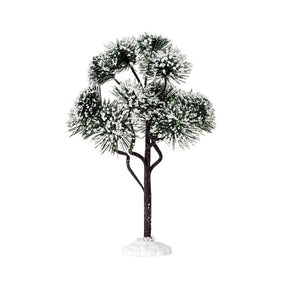 Mountain Pine Large