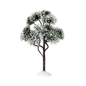 Mountain Pine Large