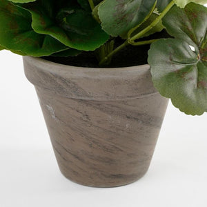 Pelargonie ferskenfarvet 34 cm høj