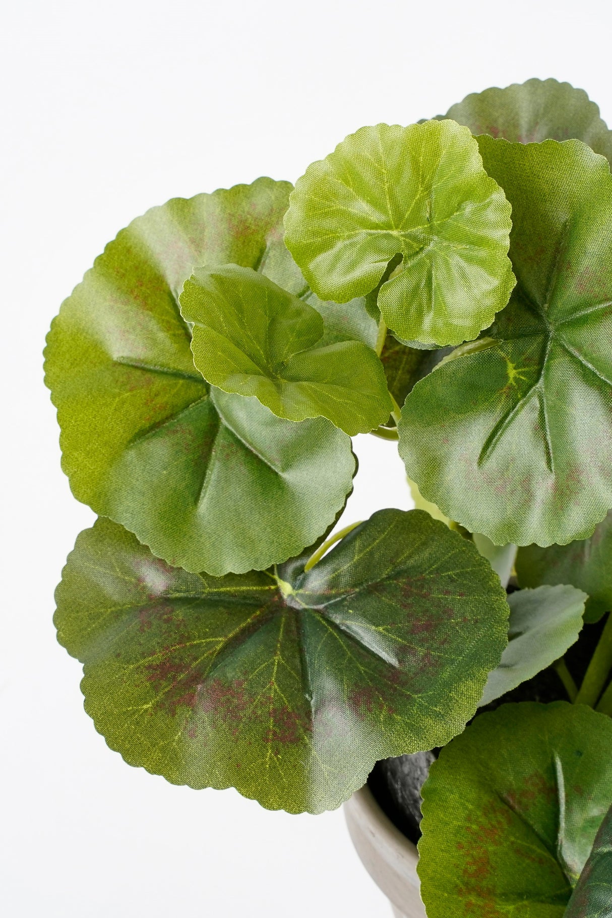 Grønne blade på kunstig pelargonie set tæt på