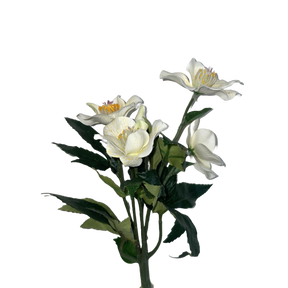 Julerose Helleborus 